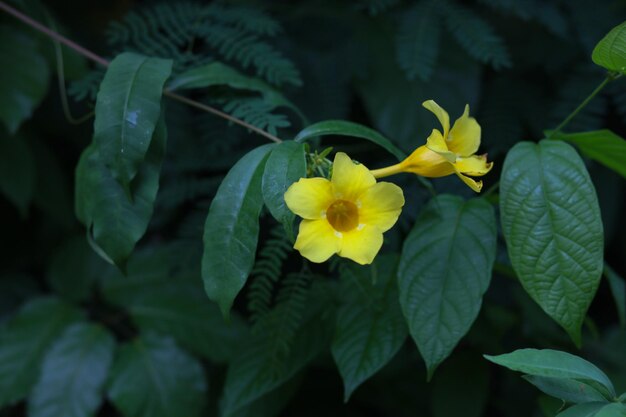 gelbe Blume auf den Seychellen in den Tropen