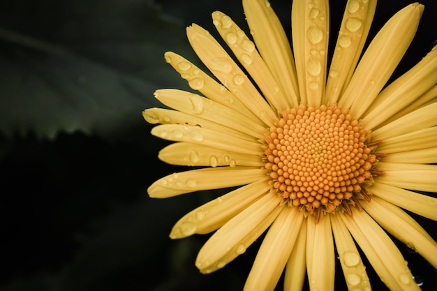 Gelbe Blume auf dunkelgrünem Hintergrund