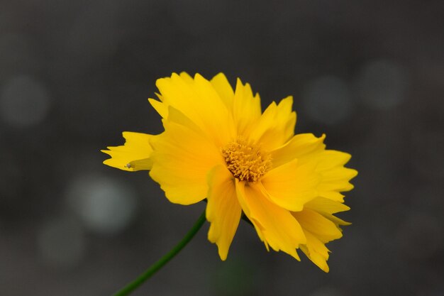 gelbe Blume auf einem grünen Hintergrund