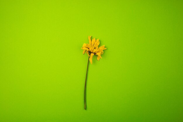 gelbe Blume auf einem grünen Hintergrund