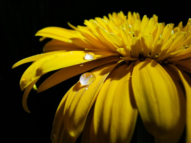 gelbe Blume auf schwarzer Wand