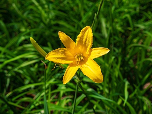 Gelbe Blume bekannt als Zitronentaglilie