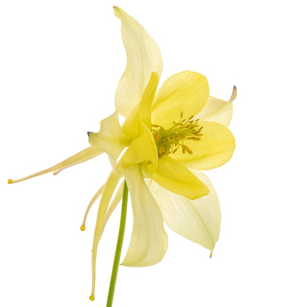 Gelbe Blume der Aquilegia-Blüte des Einzugsgebiets, Nahaufnahme, isoliert auf weißem Hintergrund