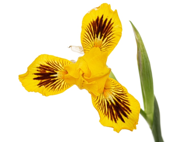 Gelbe Blume der Iris isoliert auf weißem Hintergrund