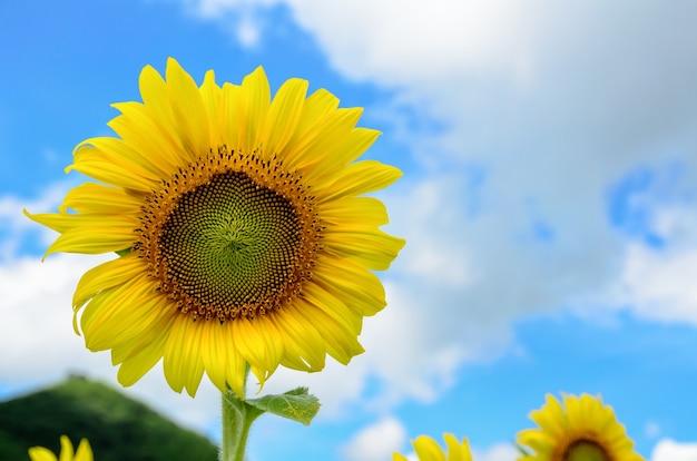 Gelbe Blume der Sonnenblume oder Helianthus Annuus, die im Feld auf blauem Himmelhintergrund blüht