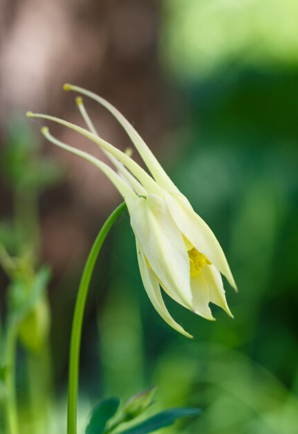 Foto gelbe blume des aquilegia (akelei) auf einem grünen unscharfen hintergrund