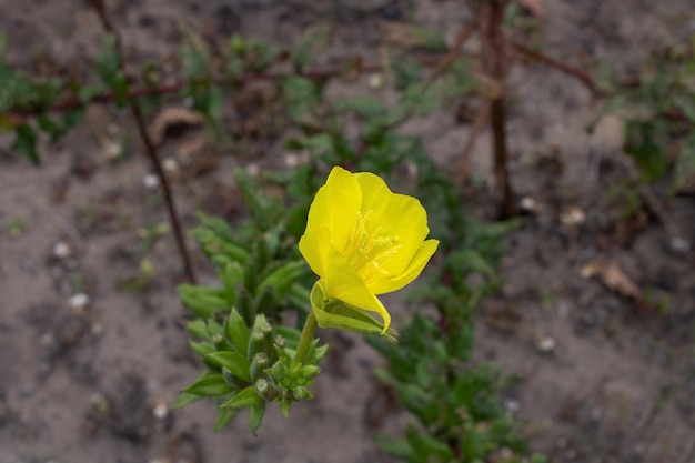 Gelbe Blume des europäischen Badehauses