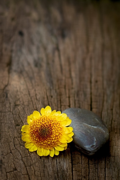 Gelbe Blume des frischen Gänseblümchens mit Felsenstein auf Bretterboden, Tabelle für Kopienraum