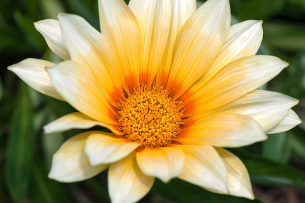 Gelbe Blume, die im Garten blüht