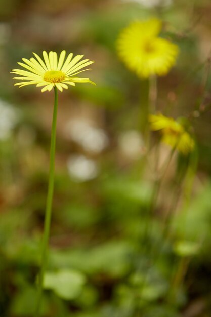 Gelbe Blume hautnah auf der grünen Wiese.