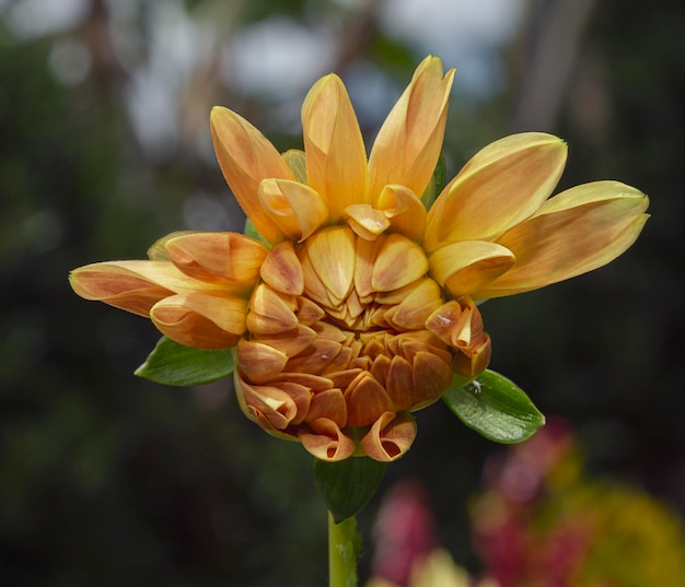 gelbe Blume im Blühzustand