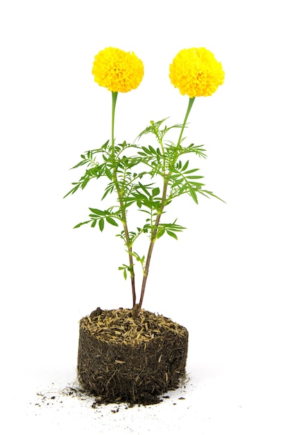 Gelbe Blume im Boden auf weißem getrenntem Hintergrund