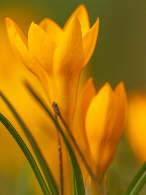 gelbe Blume im Garten