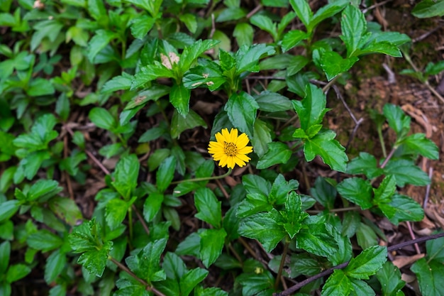 gelbe Blume im Garten