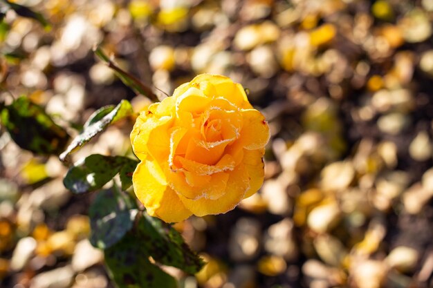 Gelbe Blume im Garten