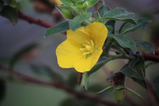 Gelbe Blume im Garten