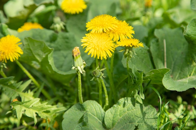 Gelbe Blume im grünen Garten