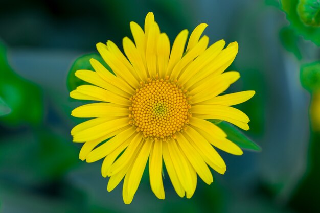 Gelbe Blume im grünen Gras