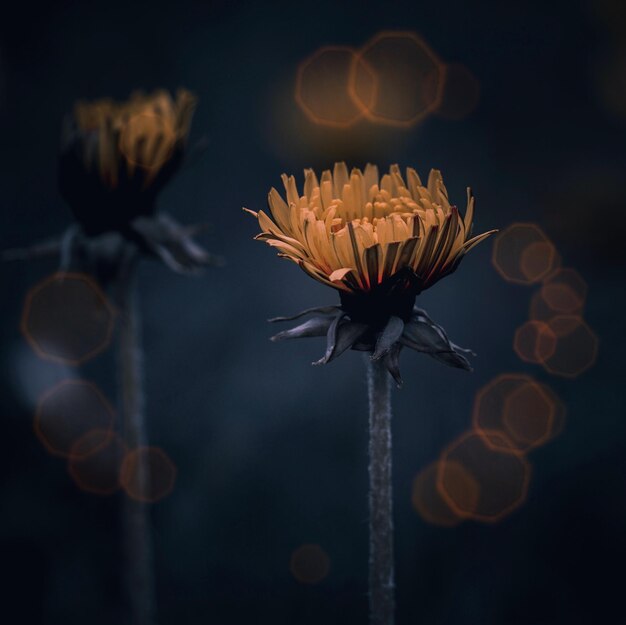 Foto gelbe blume in der frühlingszeit