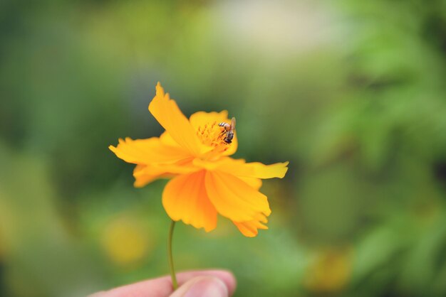 Gelbe Blume in der Hand mit Biene auf Blütenstaubringelblumenblume im Naturgrün