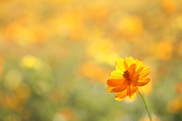 Gelbe Blume in Nahaufnahme