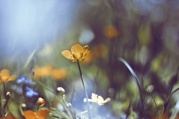 Gelbe blume mit diffusen hintergrund