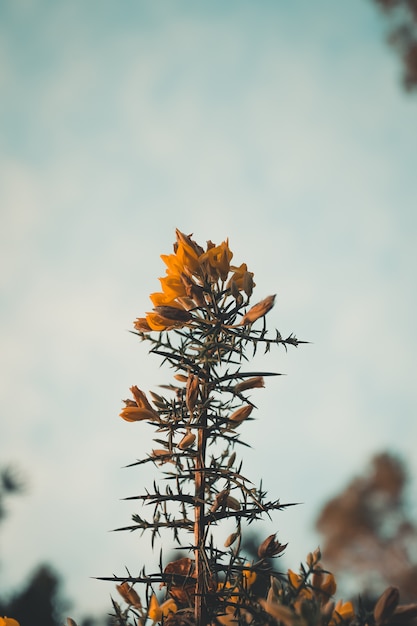 Gelbe Blume mit Stacheln