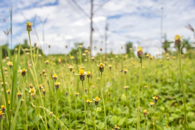 gelbe Blume mit unscharfen Hintergrund.