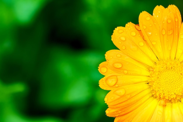 Gelbe Blume mit Wassertropfen auf Blütenblättern