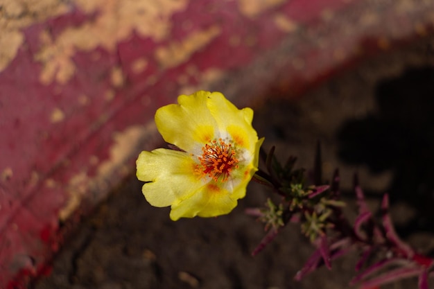 Gelbe Blume portulaca oleracea in einer zerbrechlichen Blume des Blumenbeets