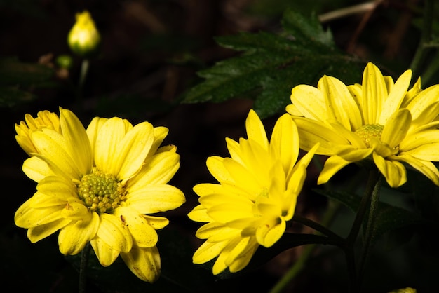 Gelbe Blume schöne Details von gelben Miniblumen, die durch einen selektiven Fokus der Makrolinse gesehen werden