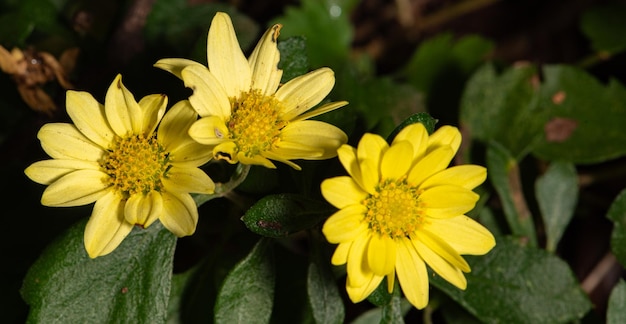 Gelbe Blume, schöne kleine gelbe Blume und gelber Kern, selektiver Fokus