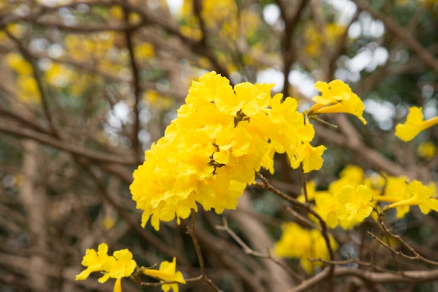 Gelbe blume tabebuia-chrysantha nichols, talg pui, goldener baum im sommer