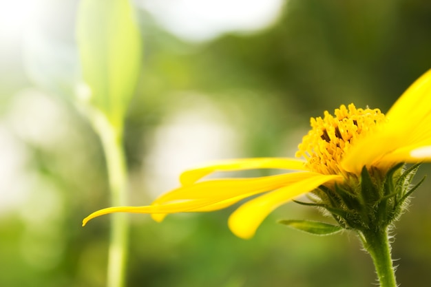 Gelbe Blume. Topinamburblume, die mit Unschärfehintergrund blüht
