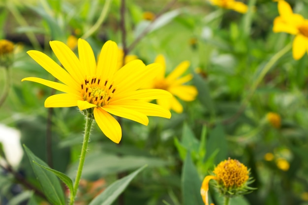 Gelbe Blume. Topinamburblume, die mit Unschärfehintergrund blüht