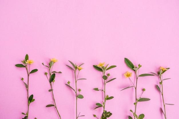 Gelbe Blume und grünes Blatt einzeln auf rosa Papierhintergrund, minimale Konzeptidee.