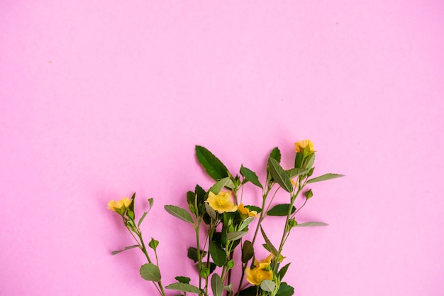 Gelbe Blume und grünes Blatt einzeln auf rosa Papierhintergrund, minimale Konzeptidee.