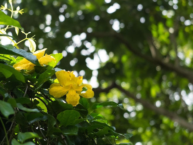 Gelbe Blume und unscharfer Hintergrund im grünen und frischen Garten