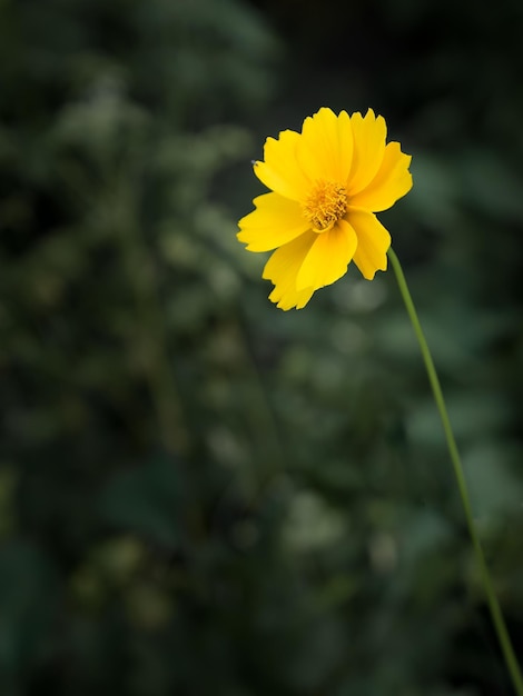 Gelbe Blume von Lanceleaf Coreopsis im Garten