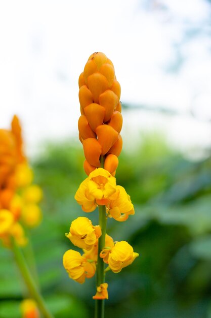 Gelbe Blume von Verdauungskräutern namens Ringworm Bush