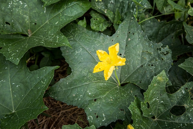 gelbe Blume Wassermelone