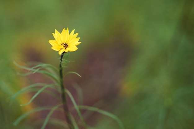 Gelbe Blume