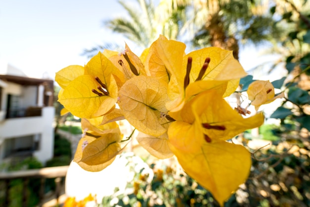 Gelbe Blumen am Busch bei Sommerteracce im Garten