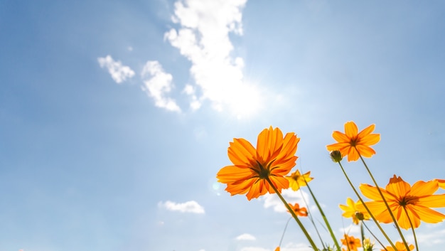 gelbe Blumen am glänzenden blauen Himmel