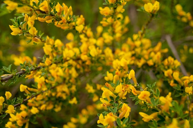 Gelbe Blumen am Strauch, auf dem Land, Nahaufnahme. Selektiver Fokus.