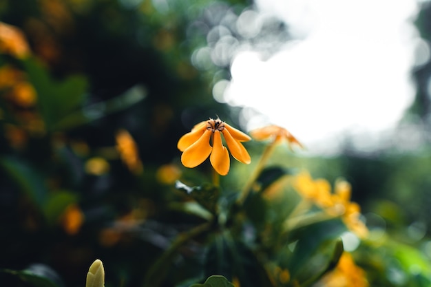 Gelbe Blumen an regnerischen Tagen in der Natur