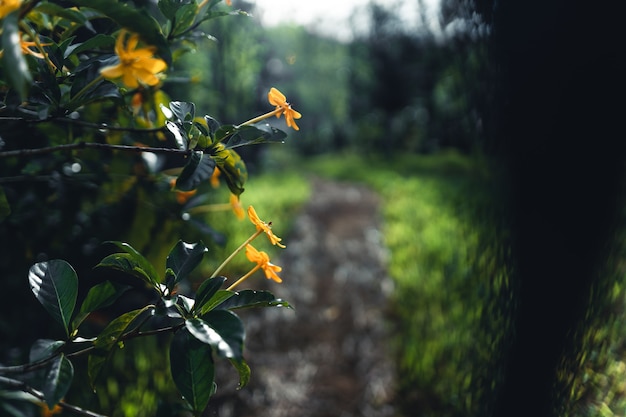 Gelbe Blumen an regnerischen Tagen in der Natur