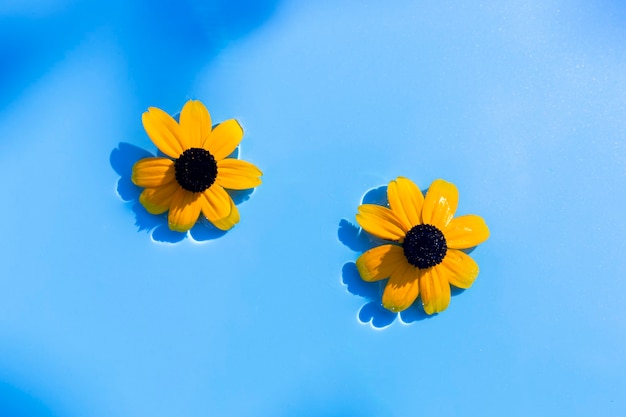 Gelbe Blumen auf blauem Wasserhintergrund unter natürlichem Licht. Ansicht von oben, flach.