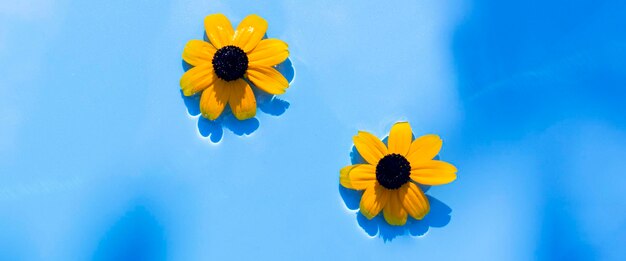 Gelbe Blumen auf blauem Wasserhintergrund unter natürlichem Licht Draufsicht flach liegend Banner