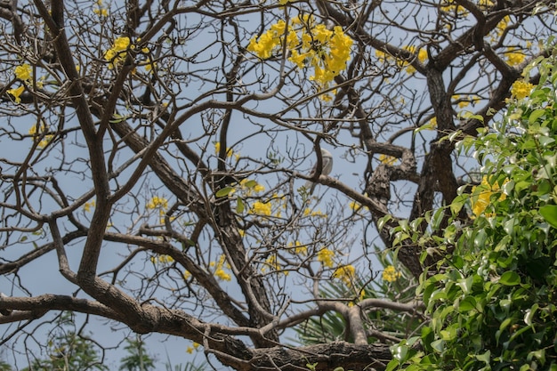 Gelbe Blumen auf dem Baum